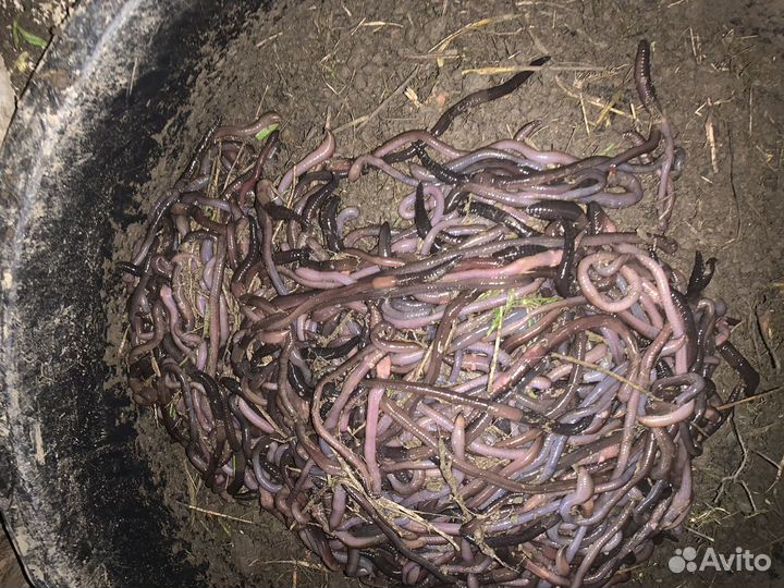 Черви Выползок