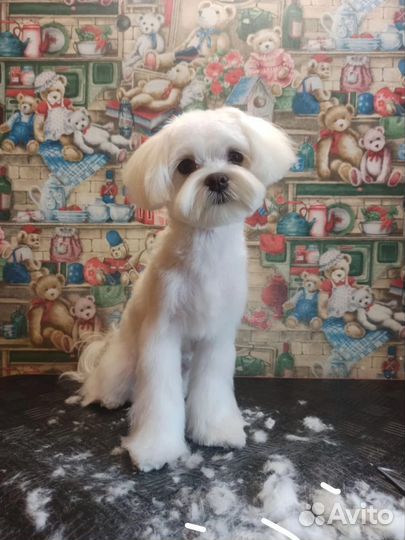 Курсы груминга