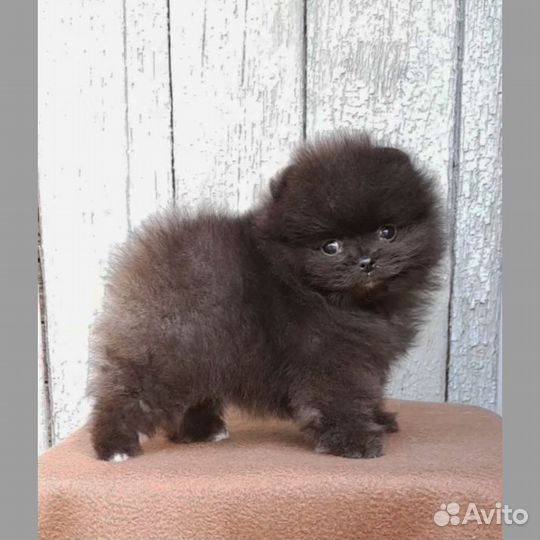 Мальчишки помы