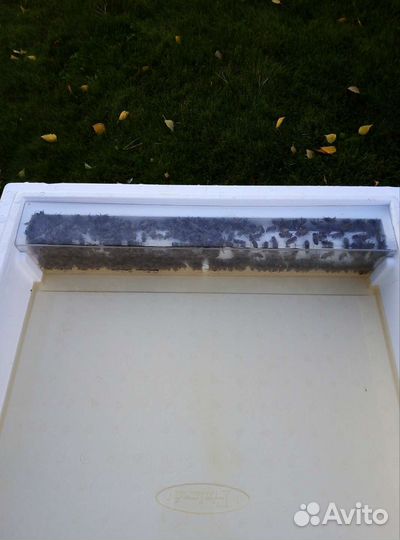 Улей с пчелами