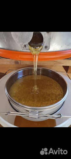 Пчелы Карника