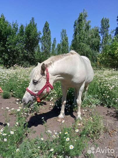Продается пони