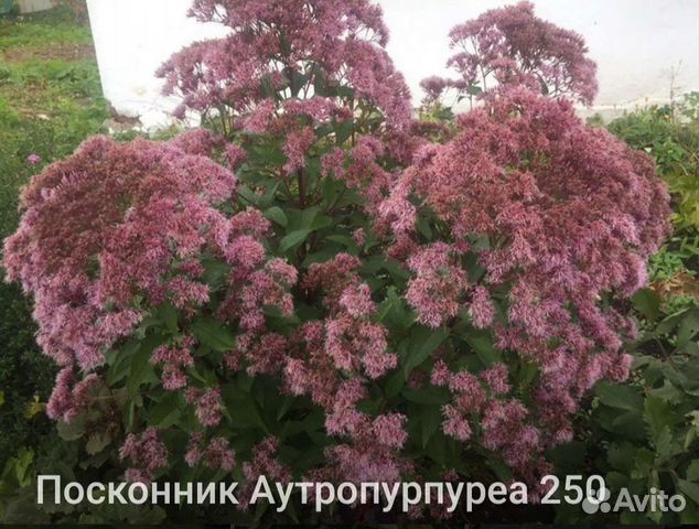 Многолетние садовые цветы почтой купить в Краснохолмском | Товары для ...