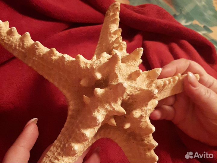 ЖК морская звезда