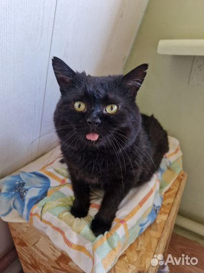 Добрый Котик Беня