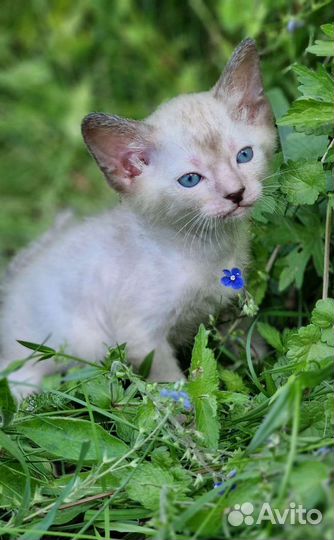Котенок Ликой, кот волк, кот оборотень