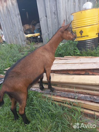 Чешские козы