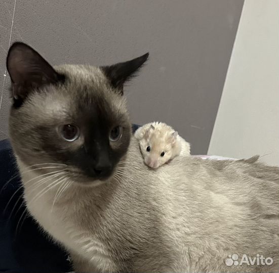 Кот в добрые руки