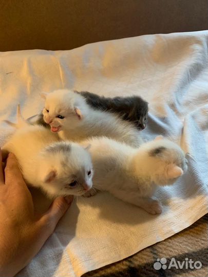 Котята 2 мес. девочки (белые) бесплатно