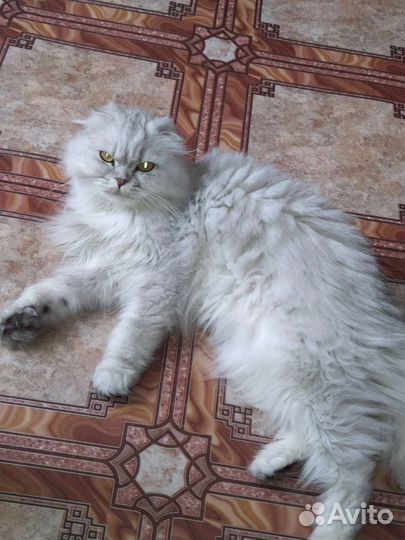 Персидская кошечка