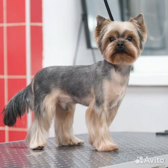 Модель на груминг