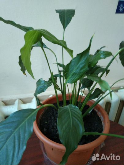 Спатифиллум