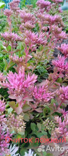 Цветы из своего сада