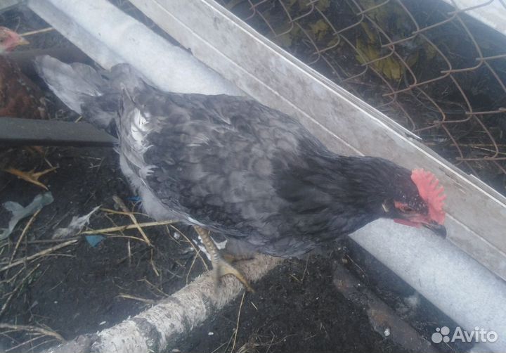 Молодые петушки