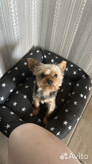 Собака йоркширский терьер мини