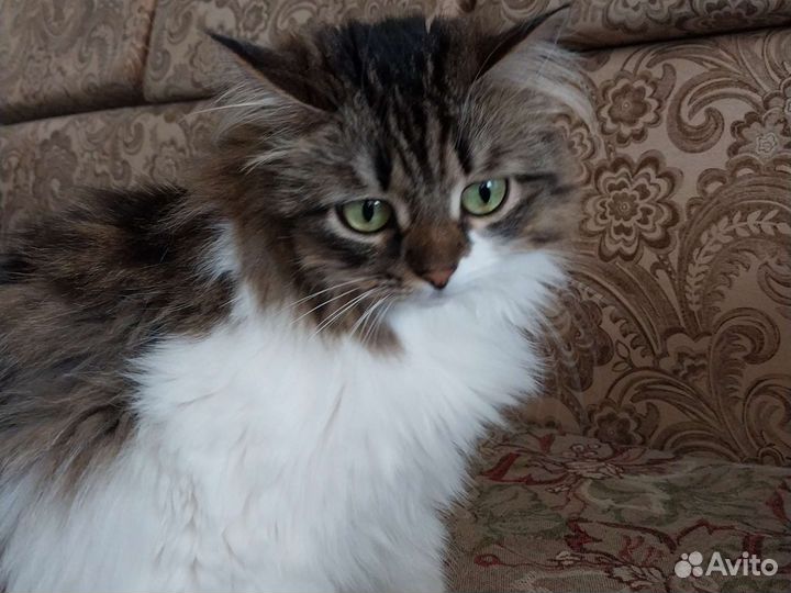Отдам в добрые руки