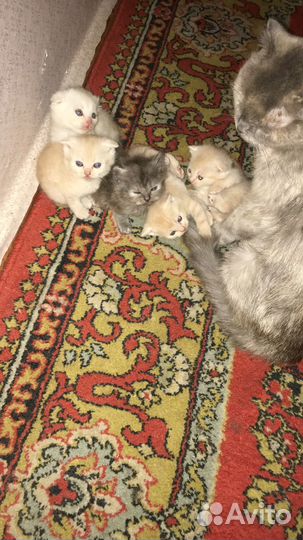 Домашние животные кошки