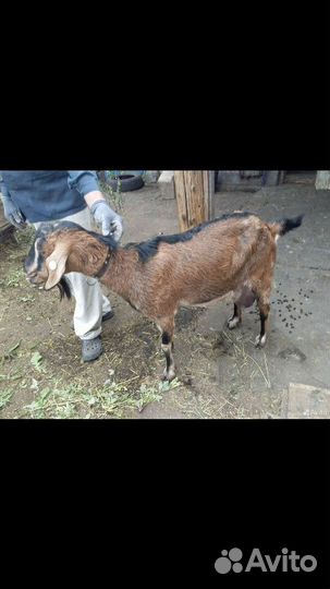 Козлята, дойные козы