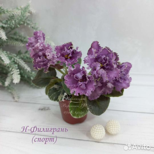 Мини Фиалки детки