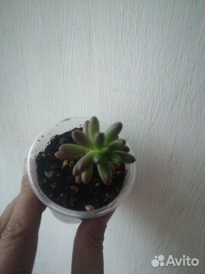 Суккуленты от
