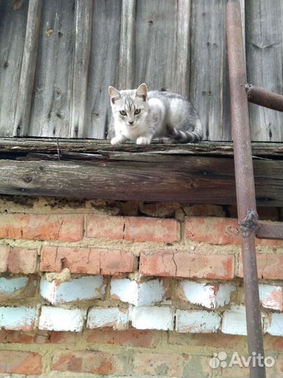 Британские котята