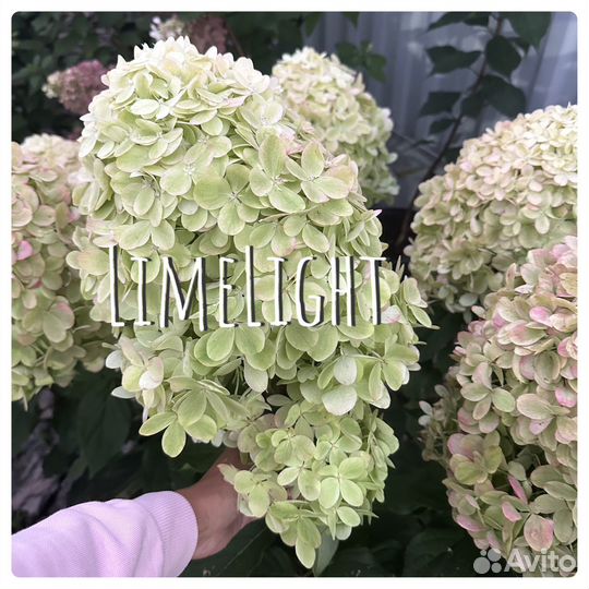 Гортензия Лаймлайт