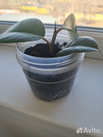 Фикус каучуконосный