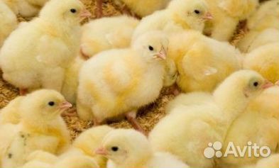 Цыплята бройлеры 1, 3, 7 дней, индюшата, муларды
