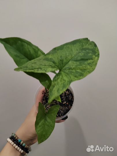 Сингониум Моттлед Арроухед