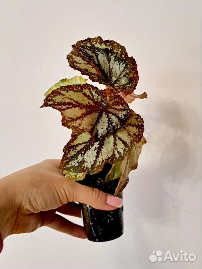 Бегонии Тростниковые