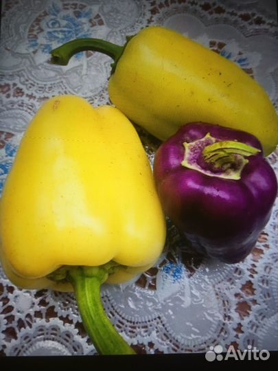 Перец болгарский домашний