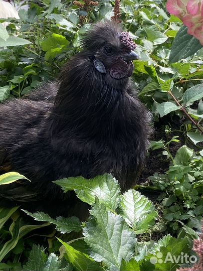 Китайские шёлковые петушки