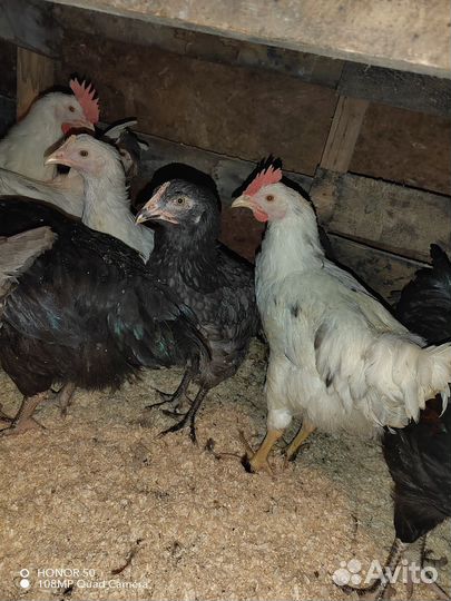 Куры молодки