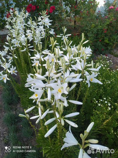 Лилия белая