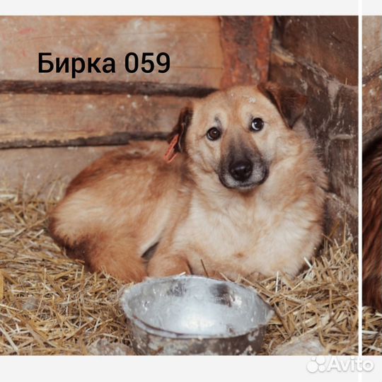 Собака в добрые руки