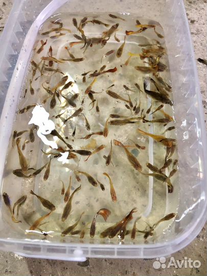 Рыба гуппи только опт