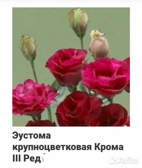 Эустома рассада