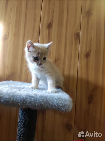 Кошка в дар бесплатно