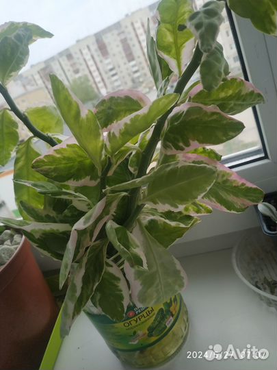 Педилантус