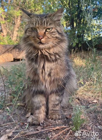 Кот в добрые руки