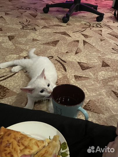 Котенок Донской сфинкс браш
