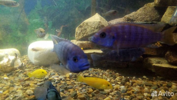 Малавийские цихлиды, попугайчики