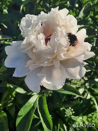 Пион Boule DE Neige