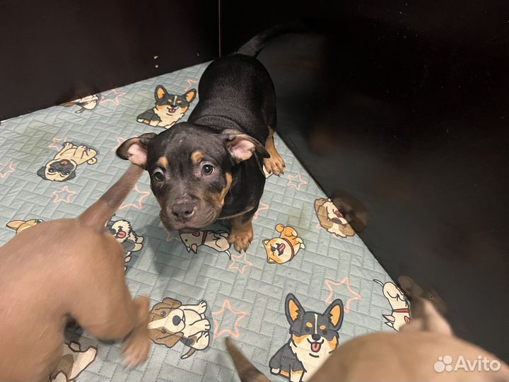 Американский булли классик