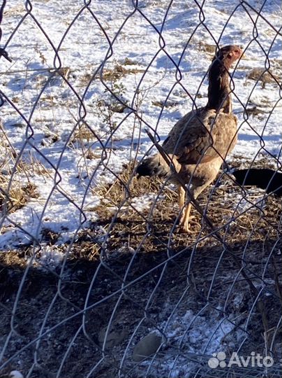 О шамо куры