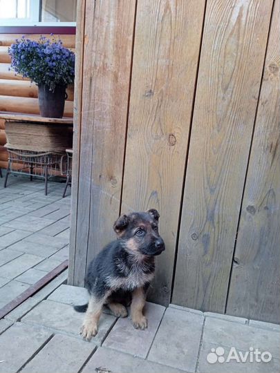 Щенок Немецкая овчарка.Мальчик