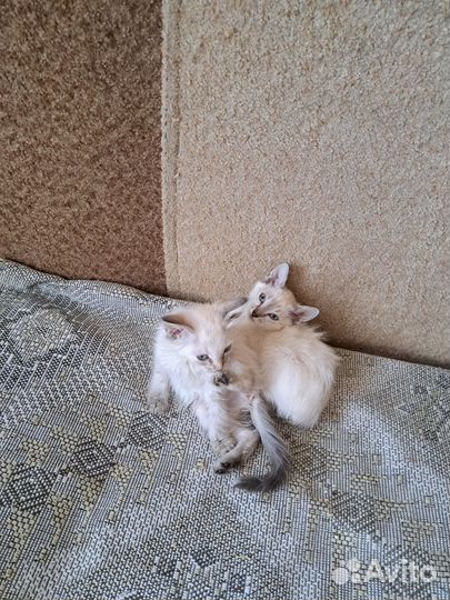 Отдам в добрые руки