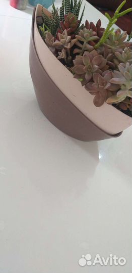 Садик из суккулентов