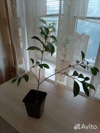 Фикус бенджамина