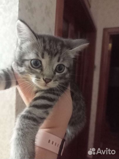 Кошка в дар бесплатно